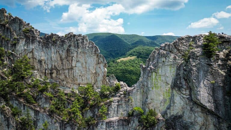 National Forest Week 2025: A Celebration of Where We Come Alive