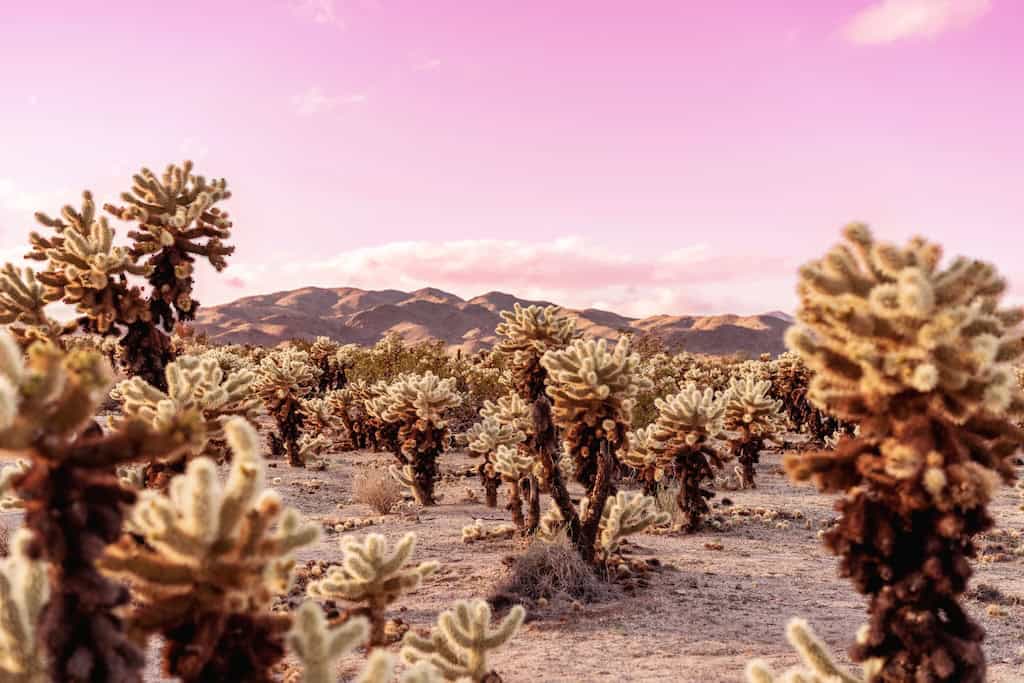 The Cholla Cactus Garden in Joshua Tree National Park.