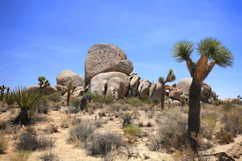 Boulders and Joshua Trees on the Geology Tour Road.