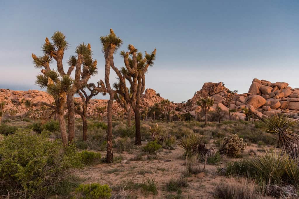 hidden valley dp