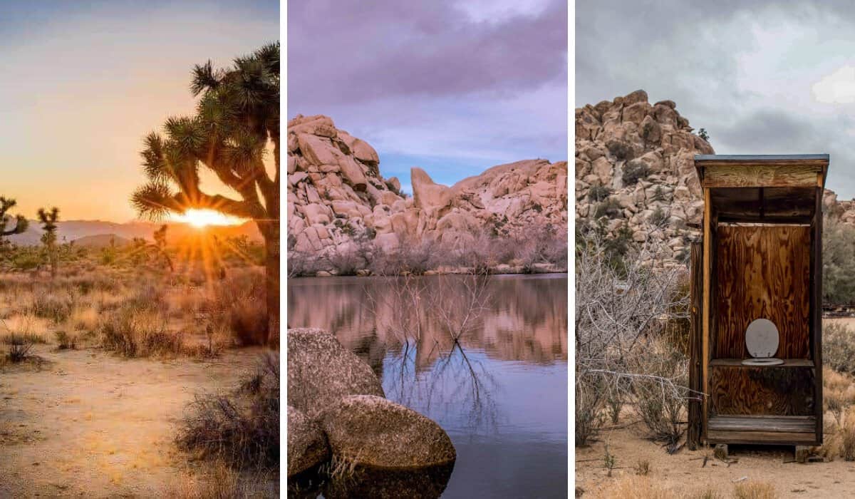 joshua tree feature