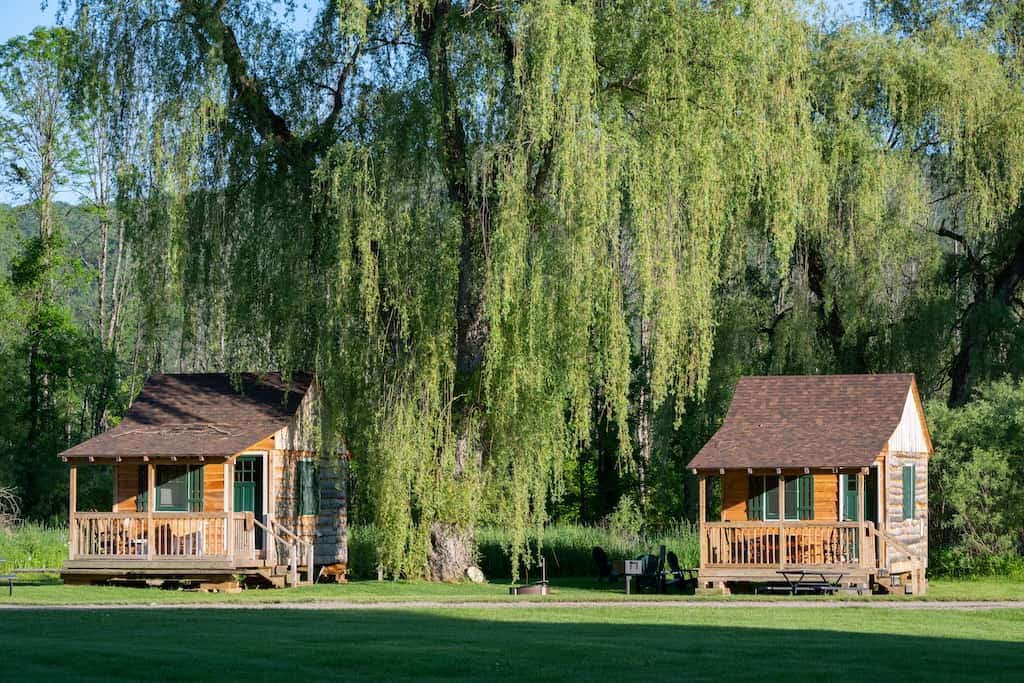 Two cabins under a stately willow tree.
