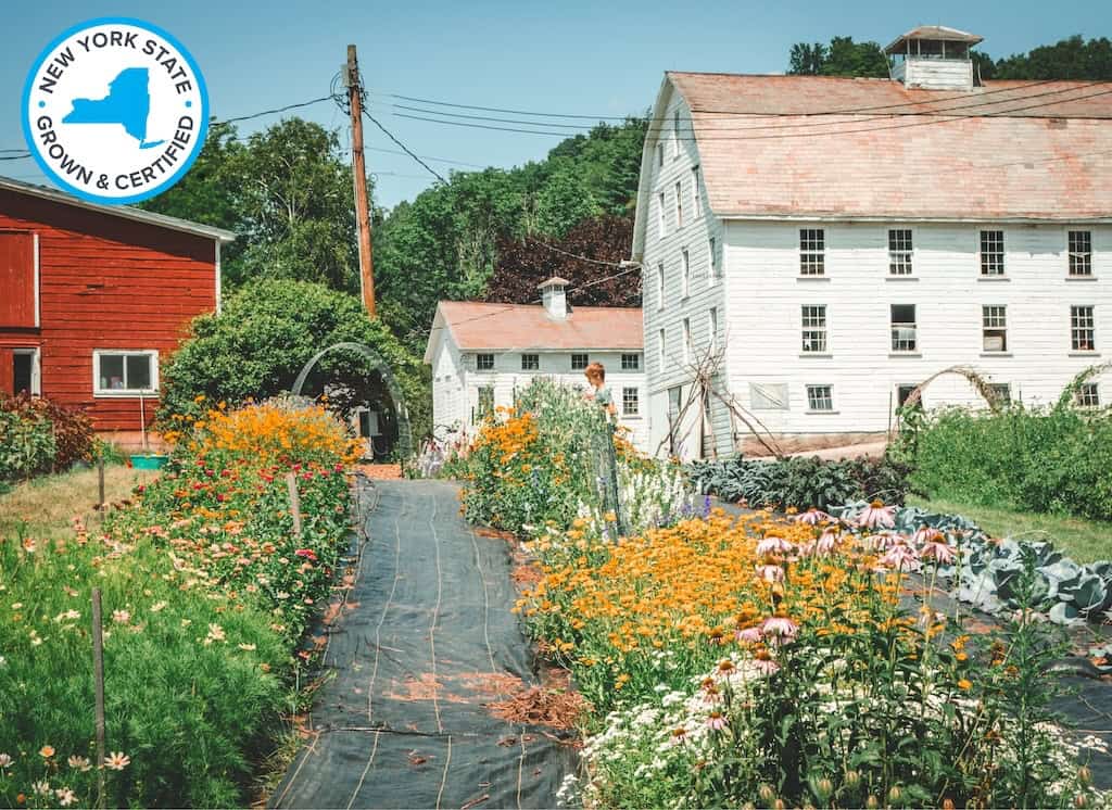 a white barn behind cut flowers at Gardenworks Farm in Salem, New York. 