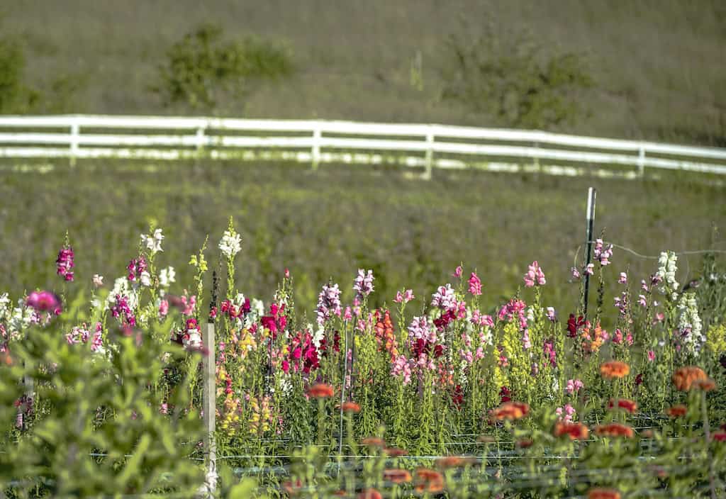 a row of colorful snapdragons against a white split-rail fence. 
